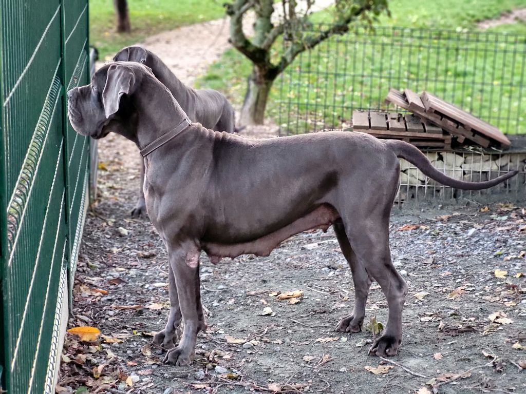 Les Dogue allemand de l'affixe D'hoszelee