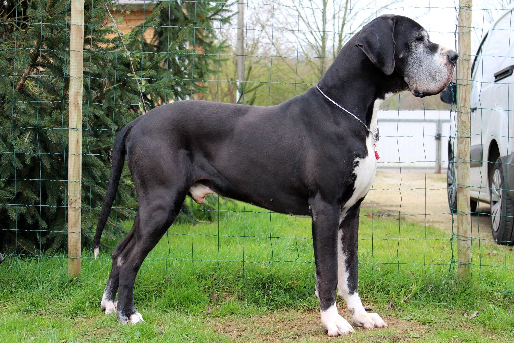 Garcilaso d'Iskandar