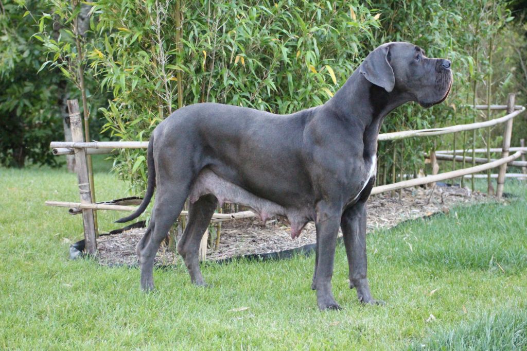 CH. Lovana D'hoszelee