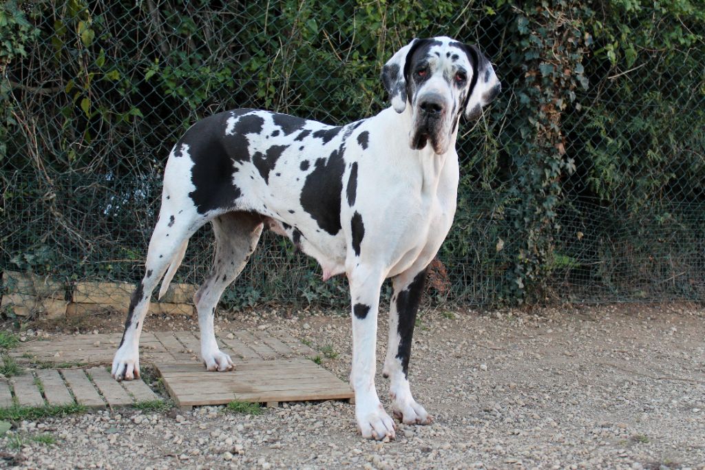 Hawaï du Temple Sacré d'héloïse