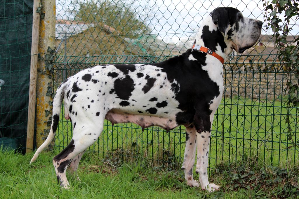 Diva vom hause black diamond