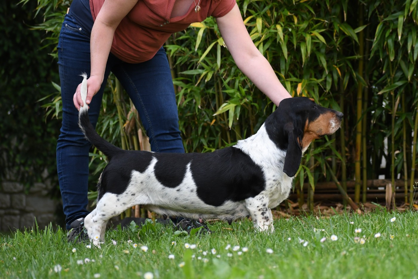 Suzette des Cotes de la Saunade