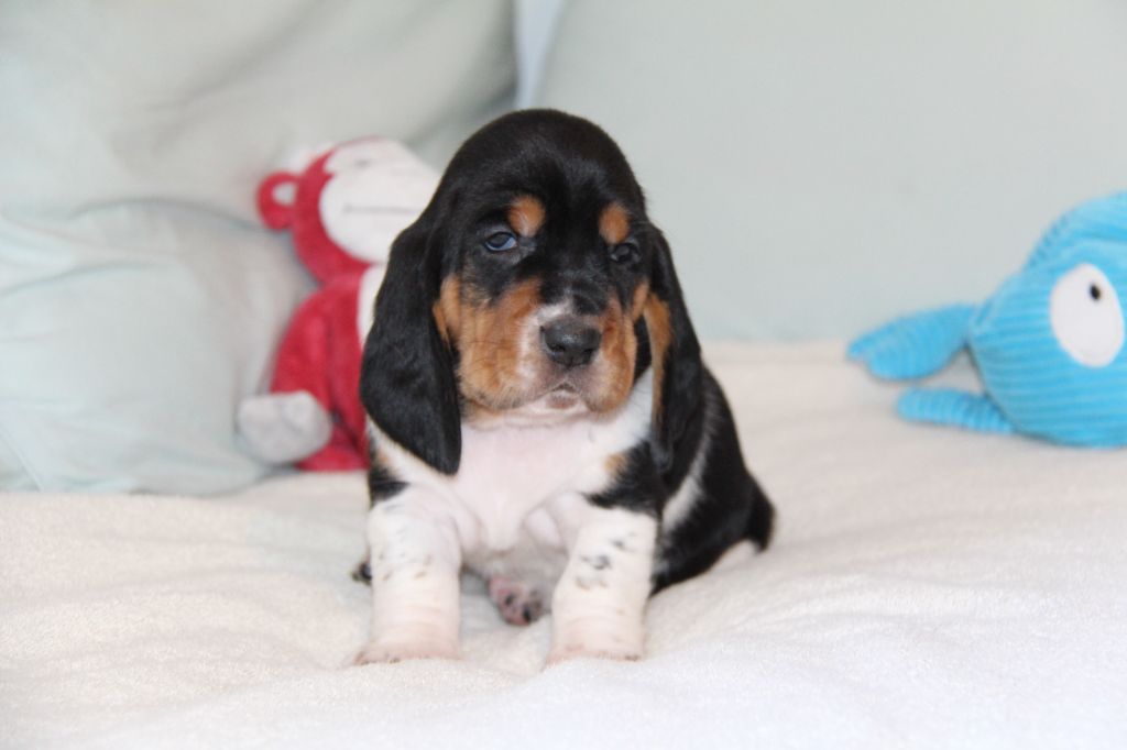 D'hoszelee - Chiots disponibles - Basset Hound