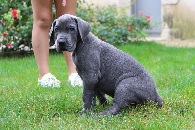 Saphir