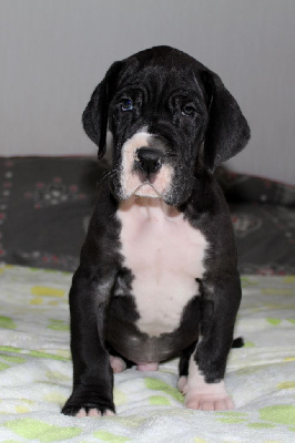 olaf